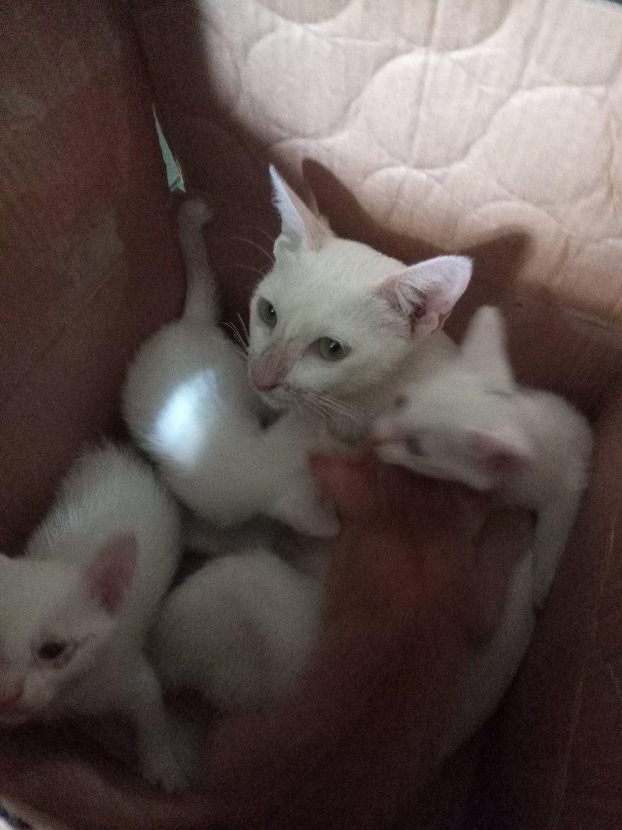 seeyounextacct's tweet photo. HELP RT 

FOR ADOPTION

This 4 little kittens I found in our house needs a new home. The Puspin coming to our house often was apparently pregnant. We weren't able to know until recently her little ones popped out of our small and cramped house. https://t.co/wkqgoVDPNN