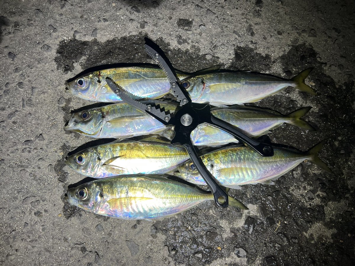 ajingu2020's tweet photo. 釣り納め香川アジング。
渋くなってはいるけども何とか回遊待ちで何匹か釣れた！
とりあえず釣り納め坊主じゃなくてよかった😄 https://t.co/IIPWrkQDie