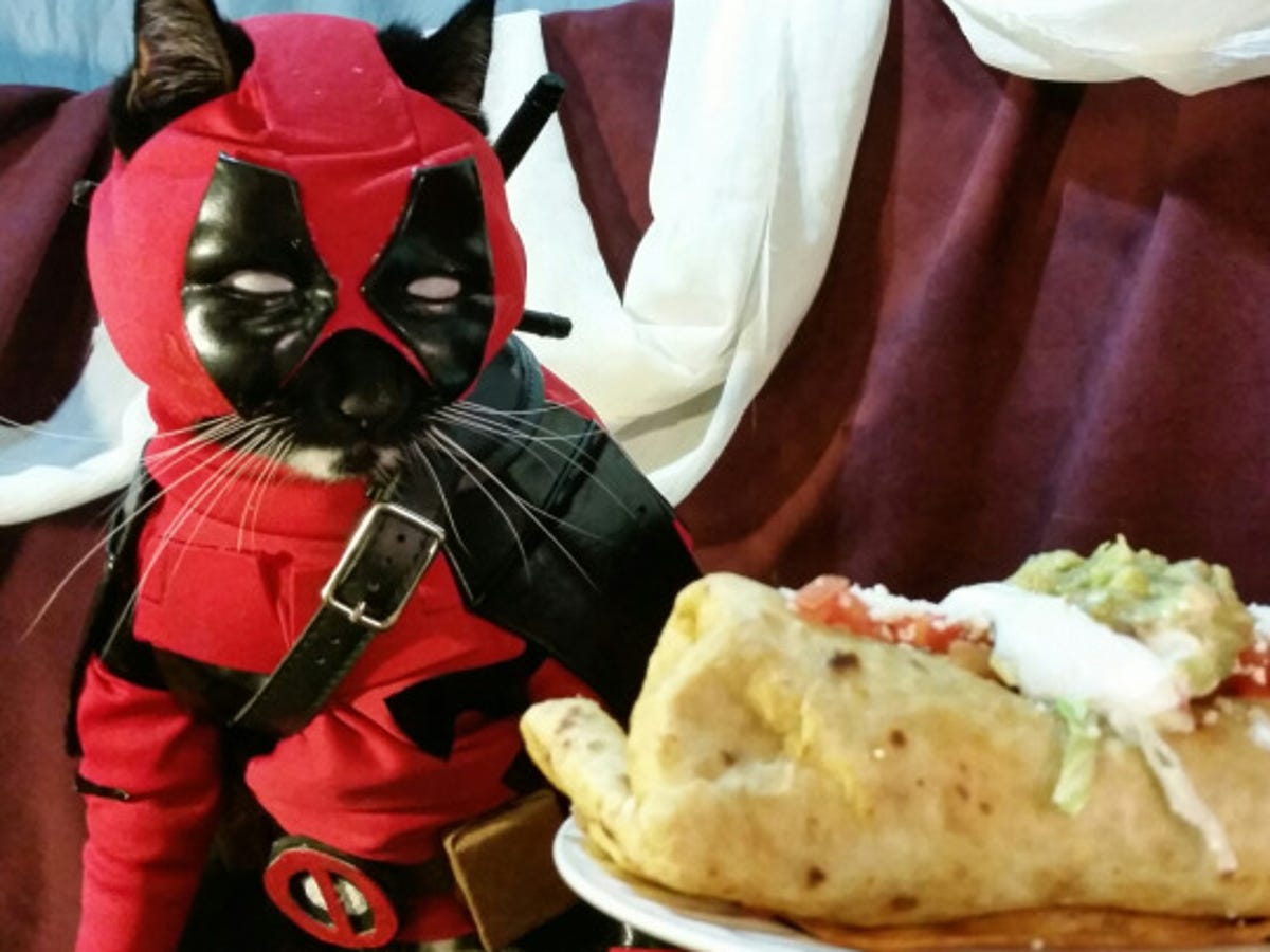 Xx_WiReD_xX's tweet photo. Fine! I'll admit it.. I'm a Deadpool cat.
#TeamDeadpool #DeadpoolxXx 💀💩L https://t.co/bxliAzsV8G