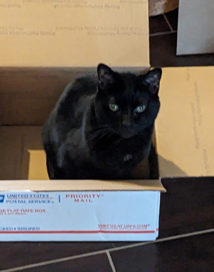 maryannwrites's tweet image. Happy #Caturday Twitter friends. My Hermione was so happy to get a new box from #SantaPaws