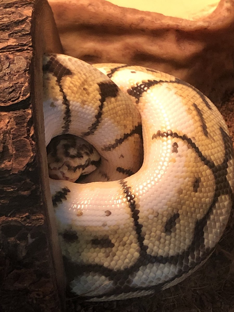 SnakeHour's tweet photo. bonus Laboka!!🐯 https://t.co/zWsndsoIJ3