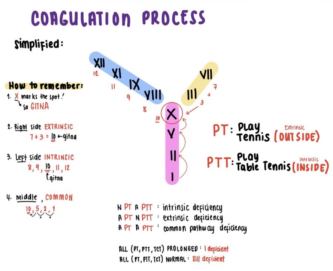 Coagulation Process (Pathways) - Simplified #medtwitter
