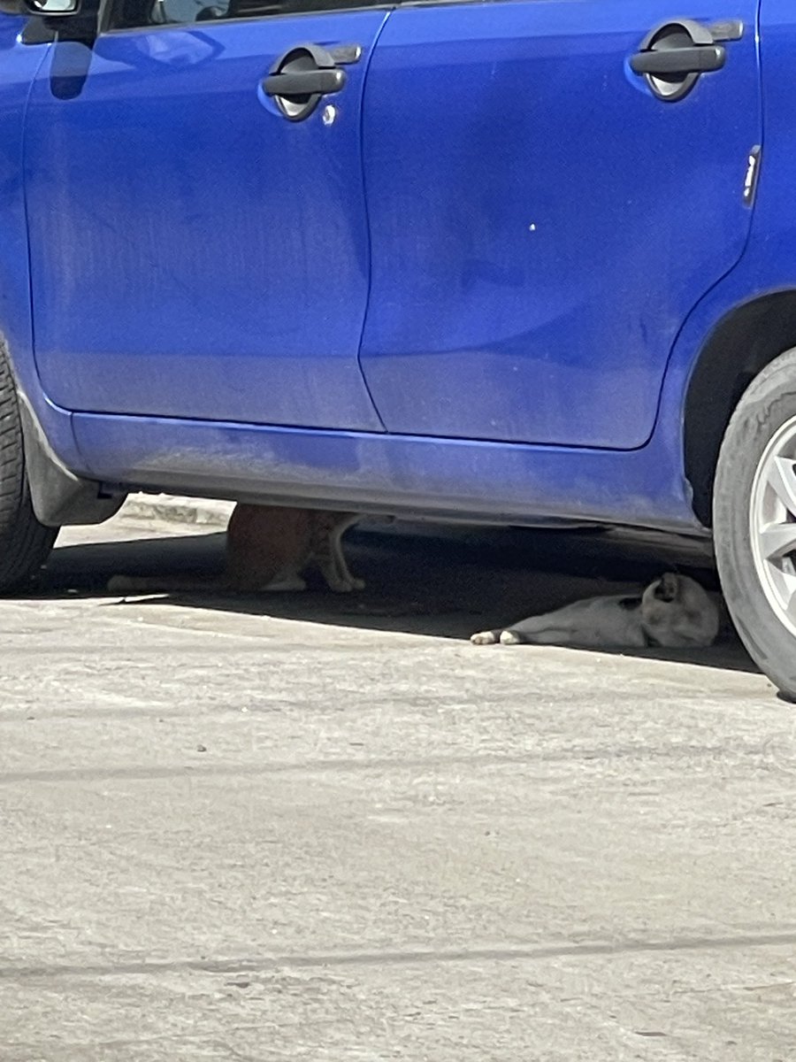 arthurrific's tweet photo. @valenzuelacity Ayan mga kuha ngayon ng nagkalat na pusa area. Thanks https://t.co/Kam68TTlli