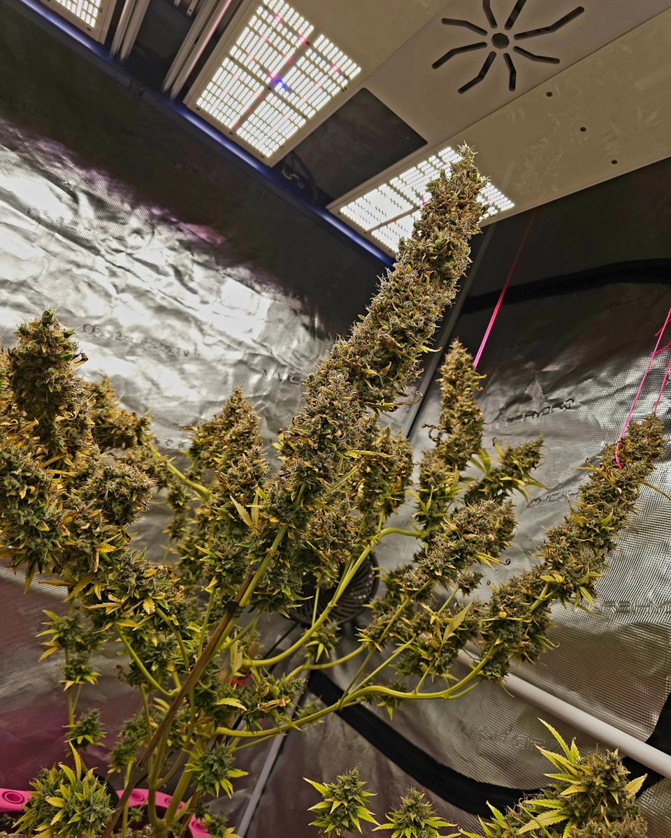 Charlene_paul18's tweet photo. Cajin Crippler Auto Tester Day 81
She's heavyyyyyyy. She's stacked, but I will say I do feel I let her go a tad too long as new growth had crept up in a few spots. Which is strange as her sister plant same age did not. Anywho..... She's gonna yield quite a bit and be some fire. https://t.co/ycIJwXJXKh