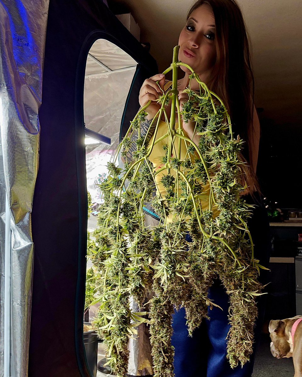 Charlene_paul18's tweet photo. Cajin Crippler Auto Tester Day 81
She's heavyyyyyyy. She's stacked, but I will say I do feel I let her go a tad too long as new growth had crept up in a few spots. Which is strange as her sister plant same age did not. Anywho..... She's gonna yield quite a bit and be some fire. https://t.co/ycIJwXJXKh