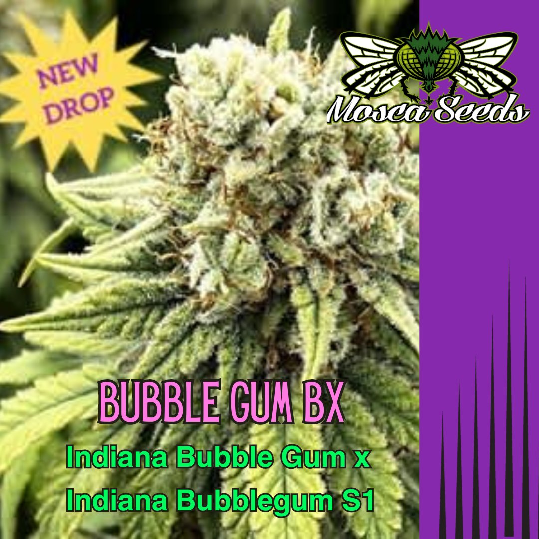 This Bubble Gum BX from <a href="/MoscaSeeds/">Mosca Seeds</a> delivers a rich bubblegum flavor with a hint of 
anise!
rpb.li/0N9CF

#SeedCellar
#growyourown
#howtogrow
#cannabisseeds
#moscaseeds