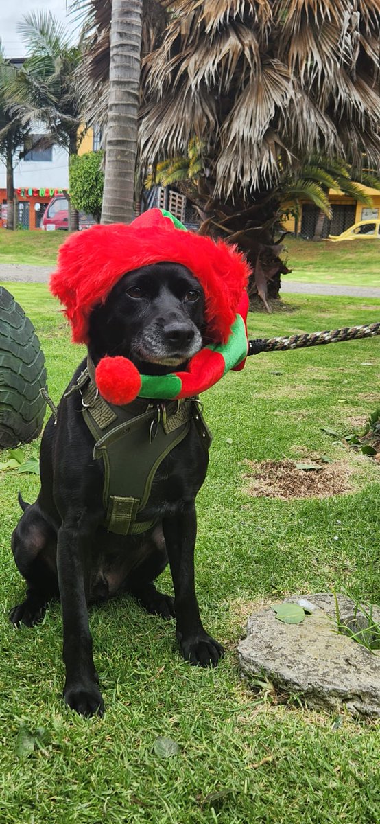TitoYPacho's tweet photo. He's not happy... 🤣 #Dogs https://t.co/Lh0BK9KDbE