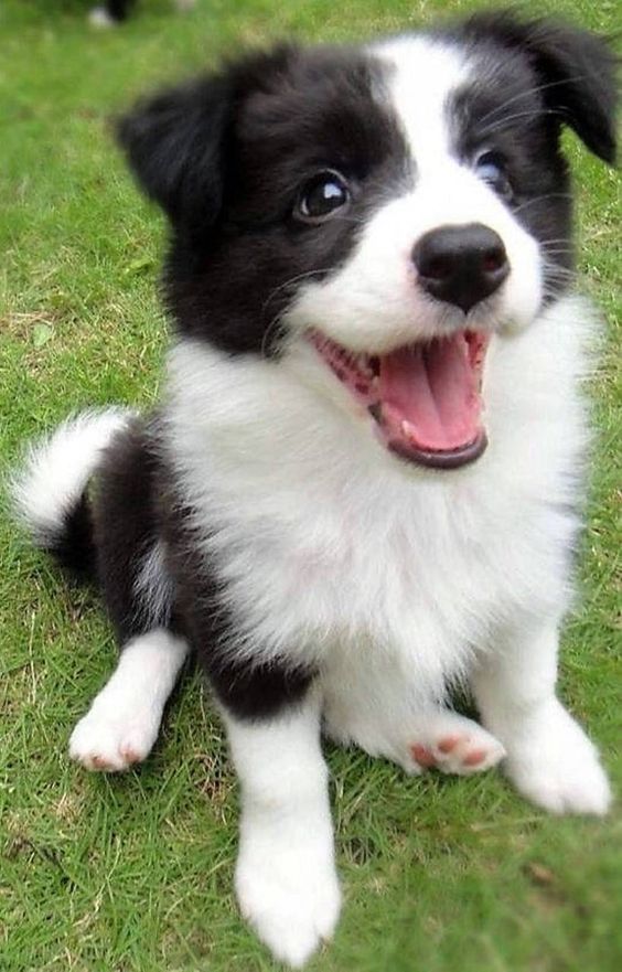 dogs so cute that could save the world (@dogssaveworld) on Twitter photo 