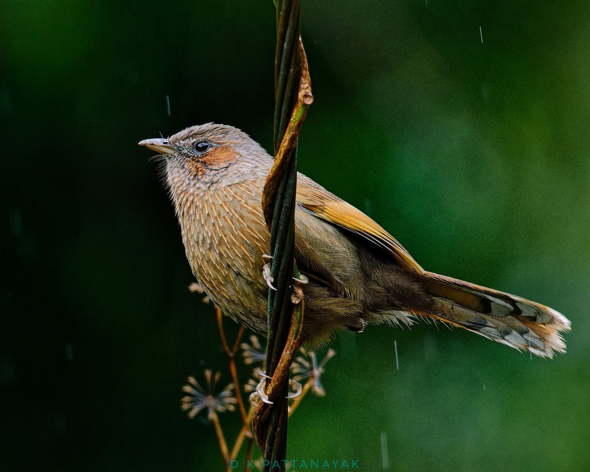 'Raindrops keep falling on my head...' Streaked Laughingthrush (Trochalopteron lineatum) photographed in a drizzle in #mandal #uttarakhand #india. #IndiAves #ThePhotoHour #BBCWildlifePOTD #natgeoindia