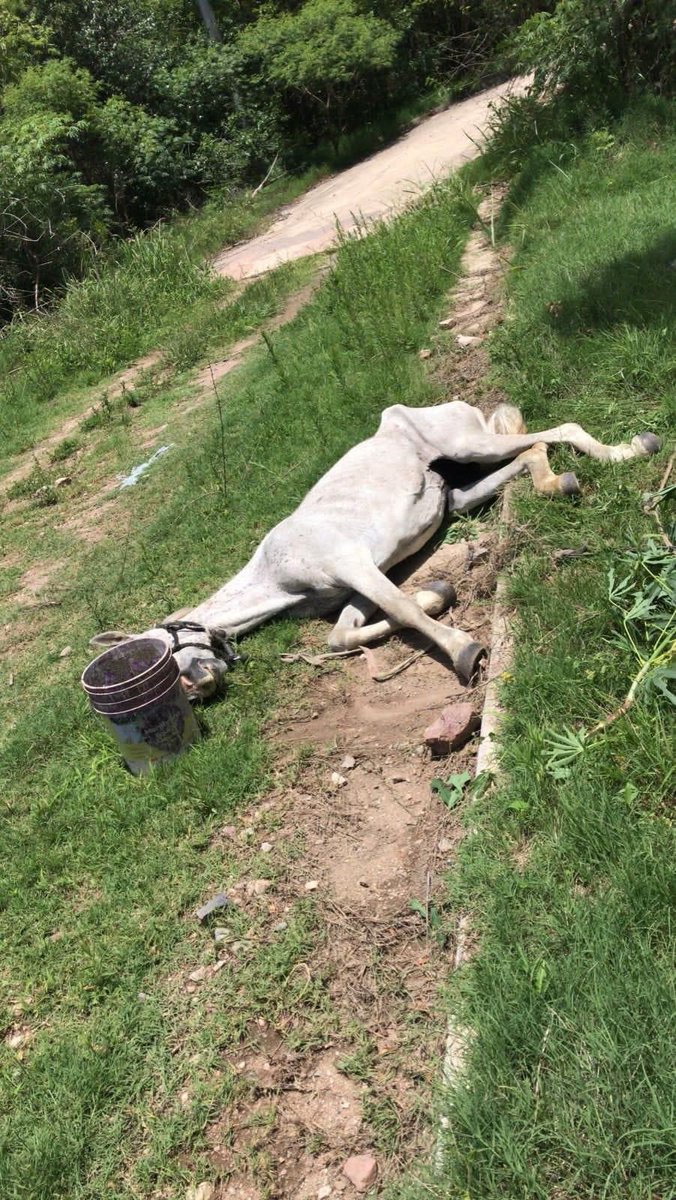 Sin_Estribo's tweet photo. Julieta
Esta yegua de 17 años se encontraba abandonada en Rio Ceballos, se encuentra en un estado deplorable… Con un grado alto de desnutrición, deshidratada, muy débil y llena de heridas por todo su cuerpo
Ya está en el refugio, a salvo ❤️
#SinEstribo https://t.co/mAM401WLmZ