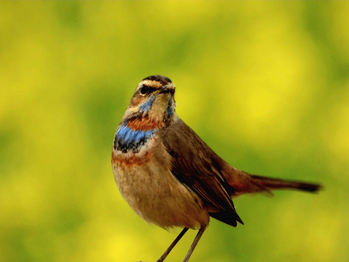 #YearEnd Bluethroat #mustardfields  #GoodMorningSunday #indiAves #Gurgaon #ThePhotoHour #birding  #BirdsSeenIn2023 #birds #birdwatching #NaturePhotography #BBCWildlifePOTD #BirdsOfTwitter #TwitterNatureCommunity @NatGeoIndia @ParveenKaswan  #GoodMorningTwitterWorld #BirdTwitter