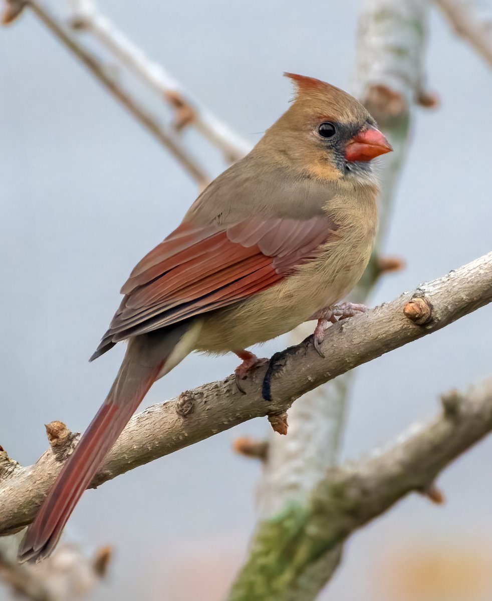 « Looking quite elegant ». This young female Northern Cardinal is visiting us quite regularly. #birdphotography #NaturePhotography #birdwatching