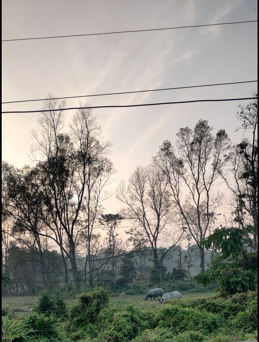 sanzinme's tweet image. Rhino 🦏 #Sauraha