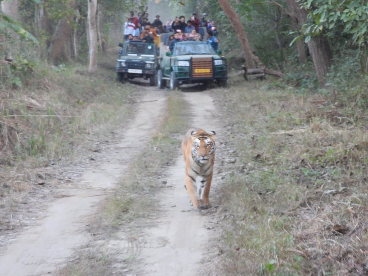 rahulsymby's tweet photo. Splendid sighting of a tigress last week in @PilibhitR about an hour long walk on Kachchi Patri as if she was not ready to leave the road and marking her territory all along the beautiful canal. @incredibleindia @uptourismgov https://t.co/dr61Od9nVt