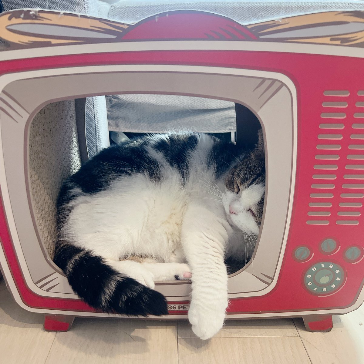 utahime_po's tweet photo. おそよーございます🐾

今日大晦日ということが衝撃すぎる🤣
一年前はまさか子供を授かって
3人と1匹で年越しするなんて
思ってもいなかったな。びっくり。

今年もお世話になりました(*ᴗ͈ˬᴗ͈)⁾⁾
最近あまり浮上できてないけど
来年もよろしくお願いします♡

#うたひめの日常
#CIELPHOTO https://t.co/PJjK2XDOL5