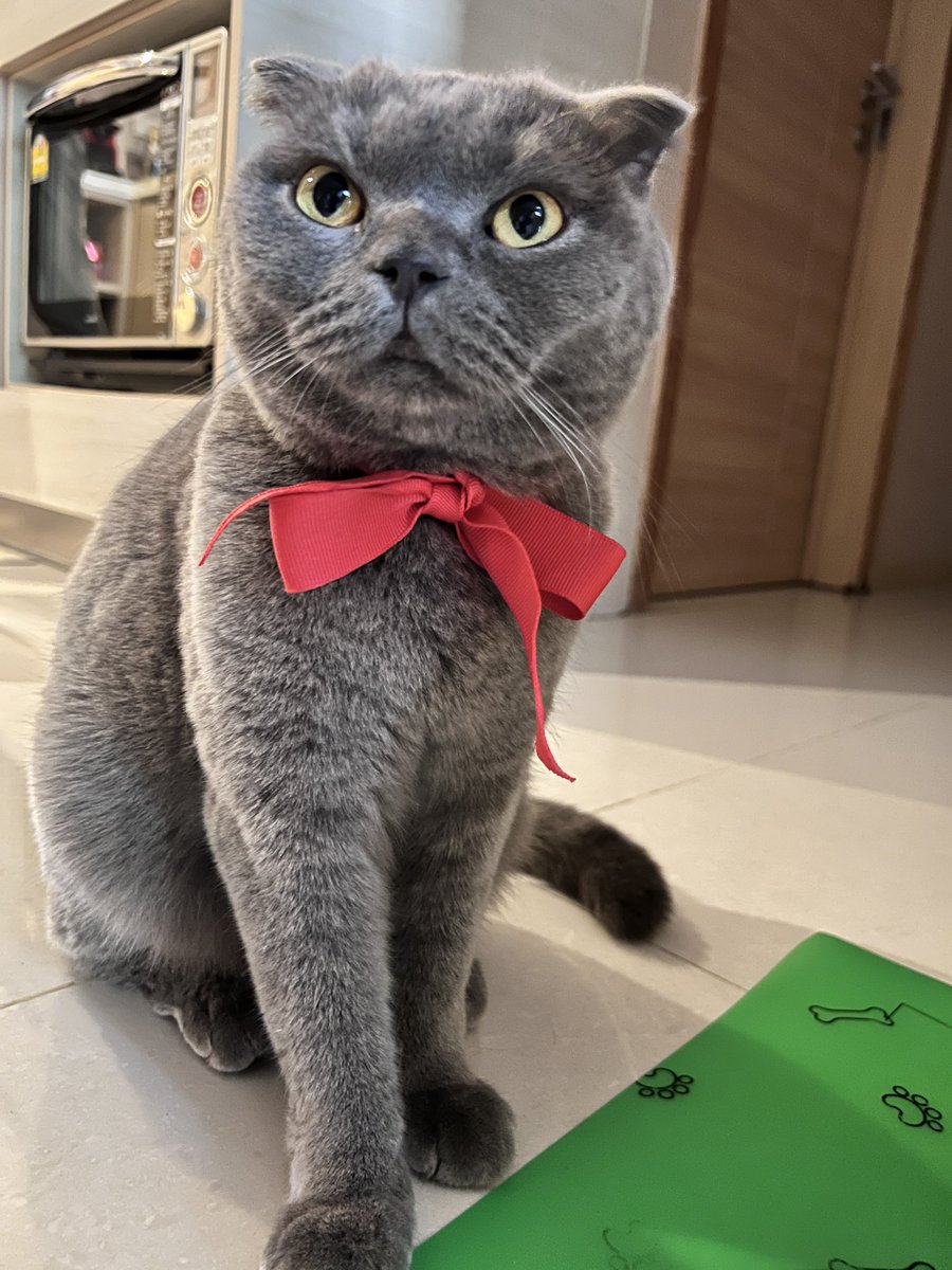 BobbyBlue_63's tweet photo. How’s your holiday season treating you meow?❤️💚❄️ https://t.co/pMRk5Rgo8R