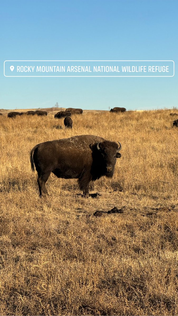 This photo I took of a Bison goes hard AF, if you or a country music singer near you wants to buy it off me it’s for sale #country #bison