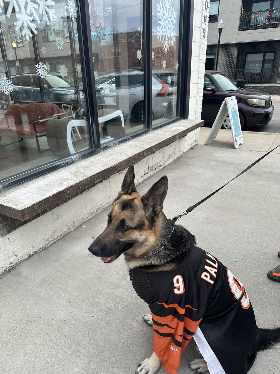 Big game - adoptable Cats or Bengals.