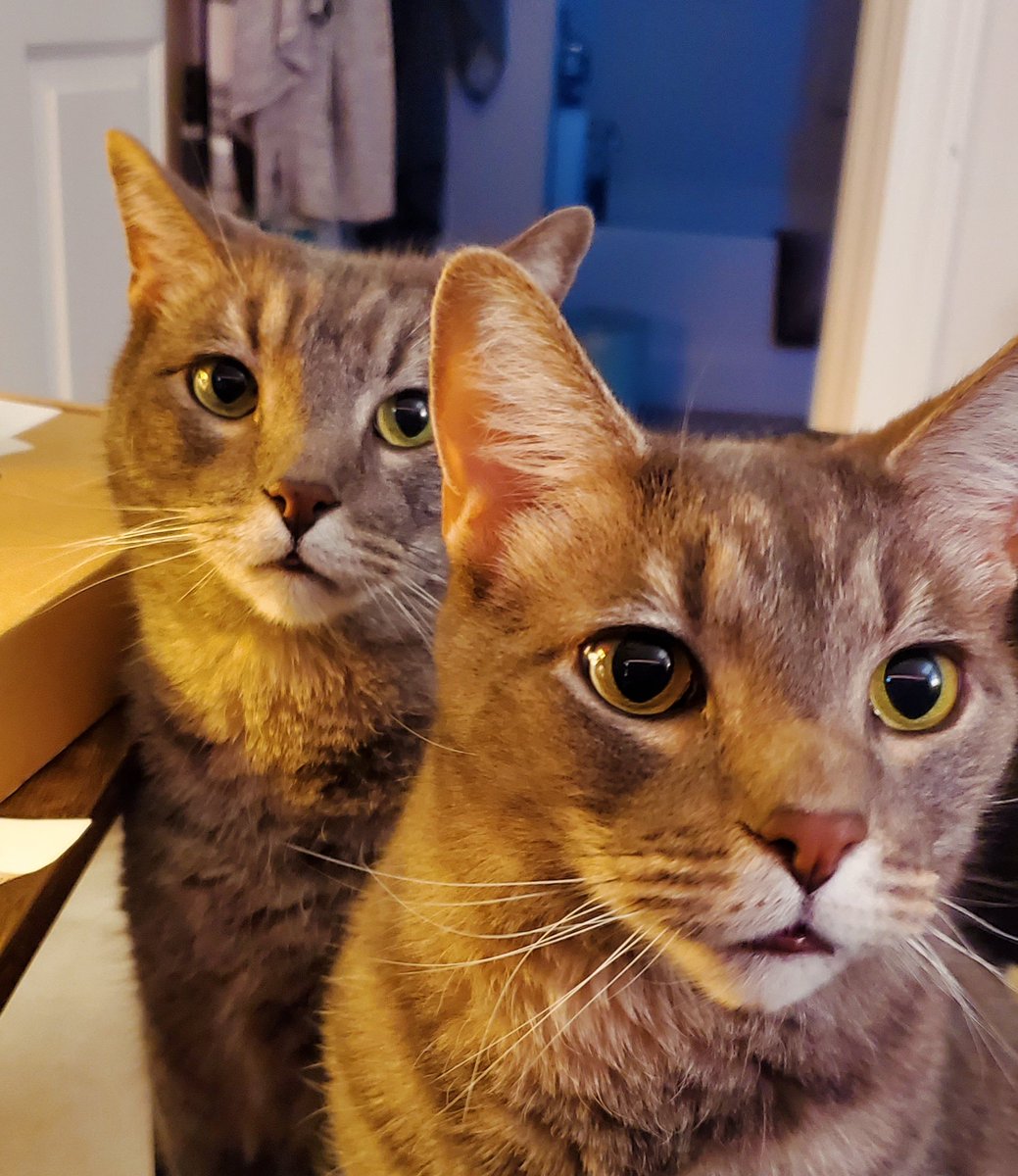 sillymeowmeows's tweet photo. Mom has *cheese* and we want some! https://t.co/ciFkxtZoLX