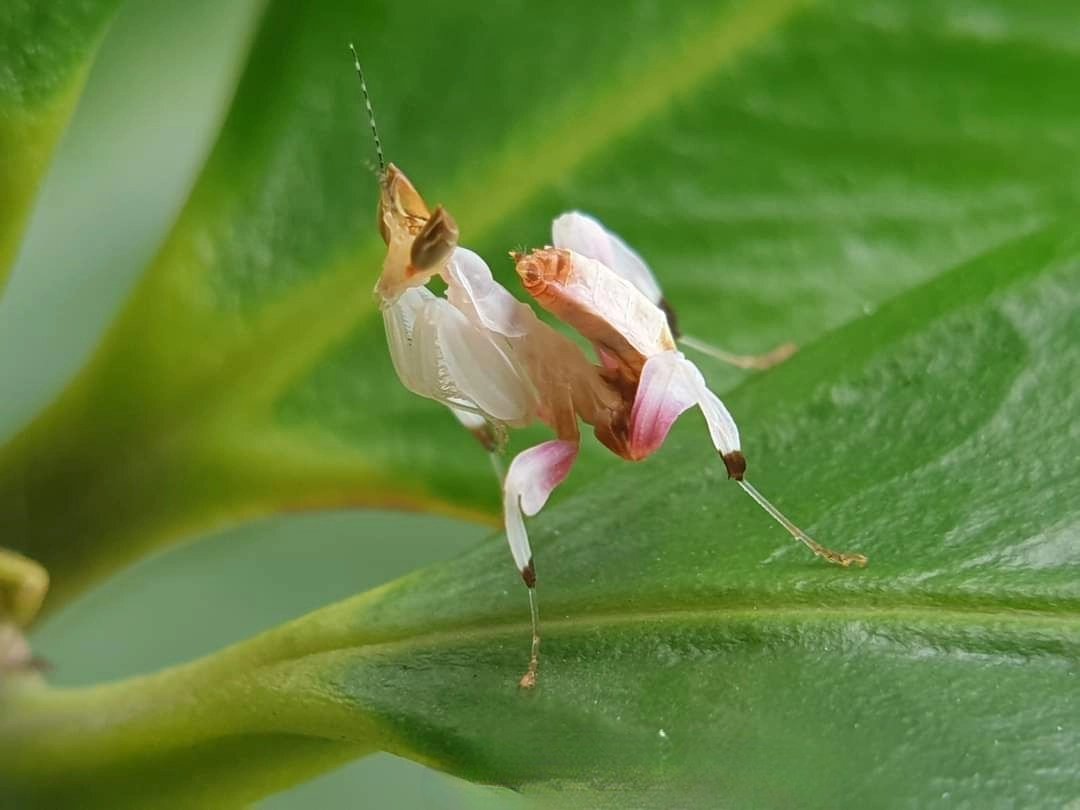 Mantis Farm tweet media