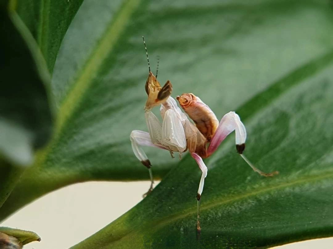Mantis Farm tweet media