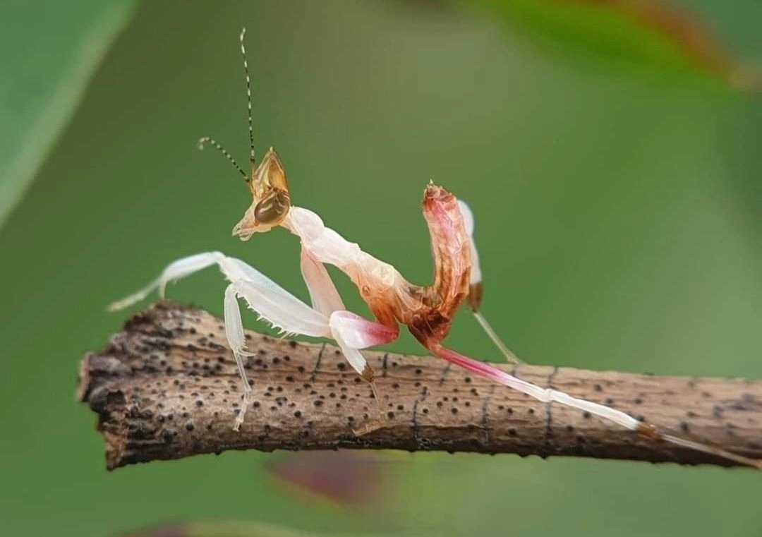 Mantis Farm tweet media