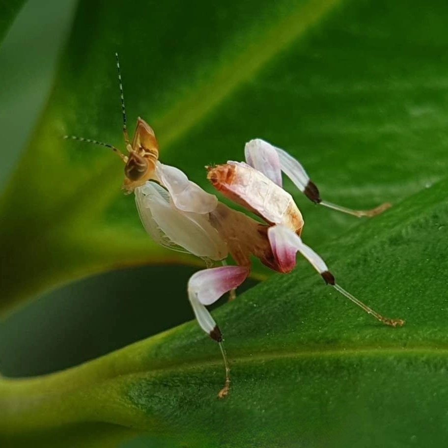 Mantis Farm tweet media