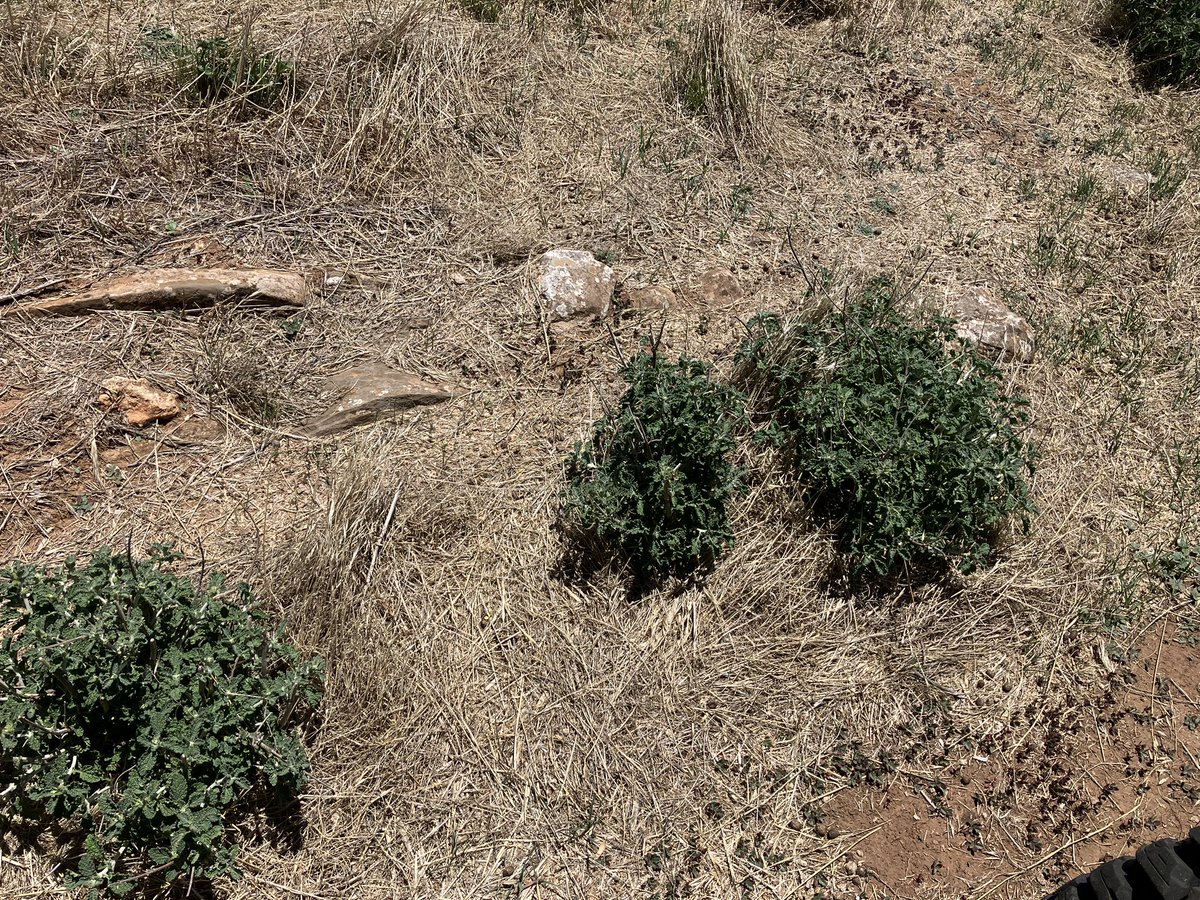 Mathew Koch tweet media