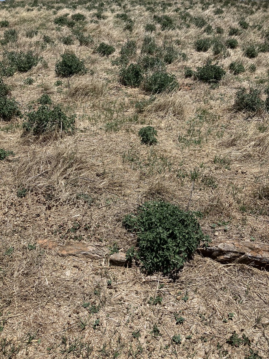 Mathew Koch tweet media