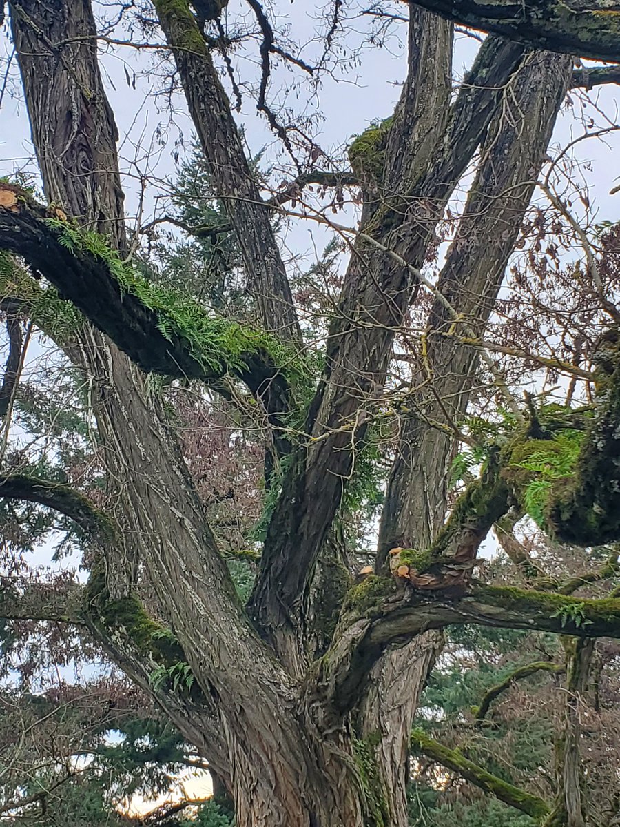 SokoBarre's tweet photo. @pnwkate Ferns - love the ferns! Love the PNW 🗻
Kellogg Creek Park along the Willamette River.
#foresttrail #portlandtrails #naturetherapy #mentalhealth 💚💚💚 https://t.co/XwGqm8UZ2d