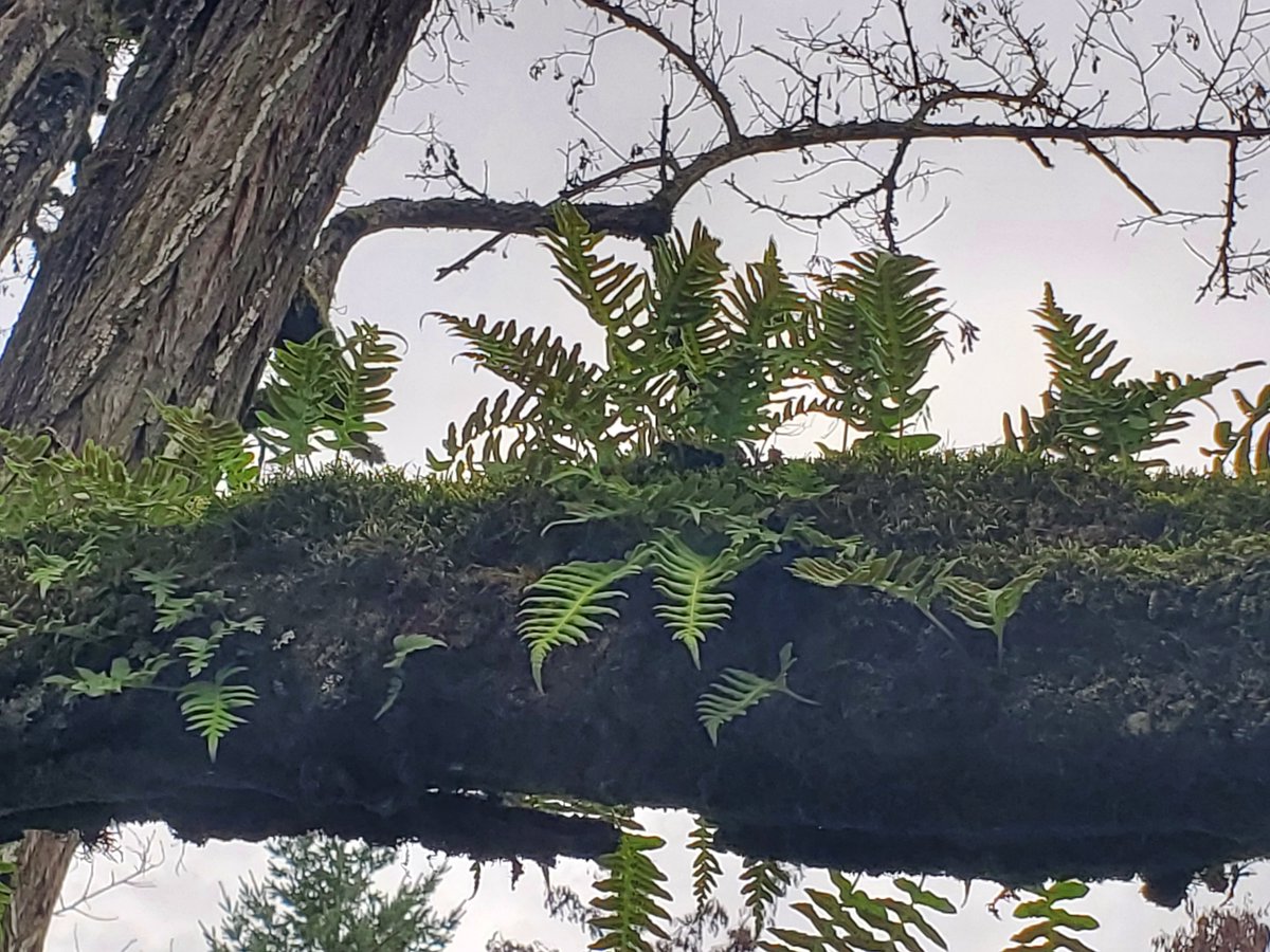 SokoBarre's tweet photo. @pnwkate Ferns - love the ferns! Love the PNW 🗻
Kellogg Creek Park along the Willamette River.
#foresttrail #portlandtrails #naturetherapy #mentalhealth 💚💚💚 https://t.co/XwGqm8UZ2d