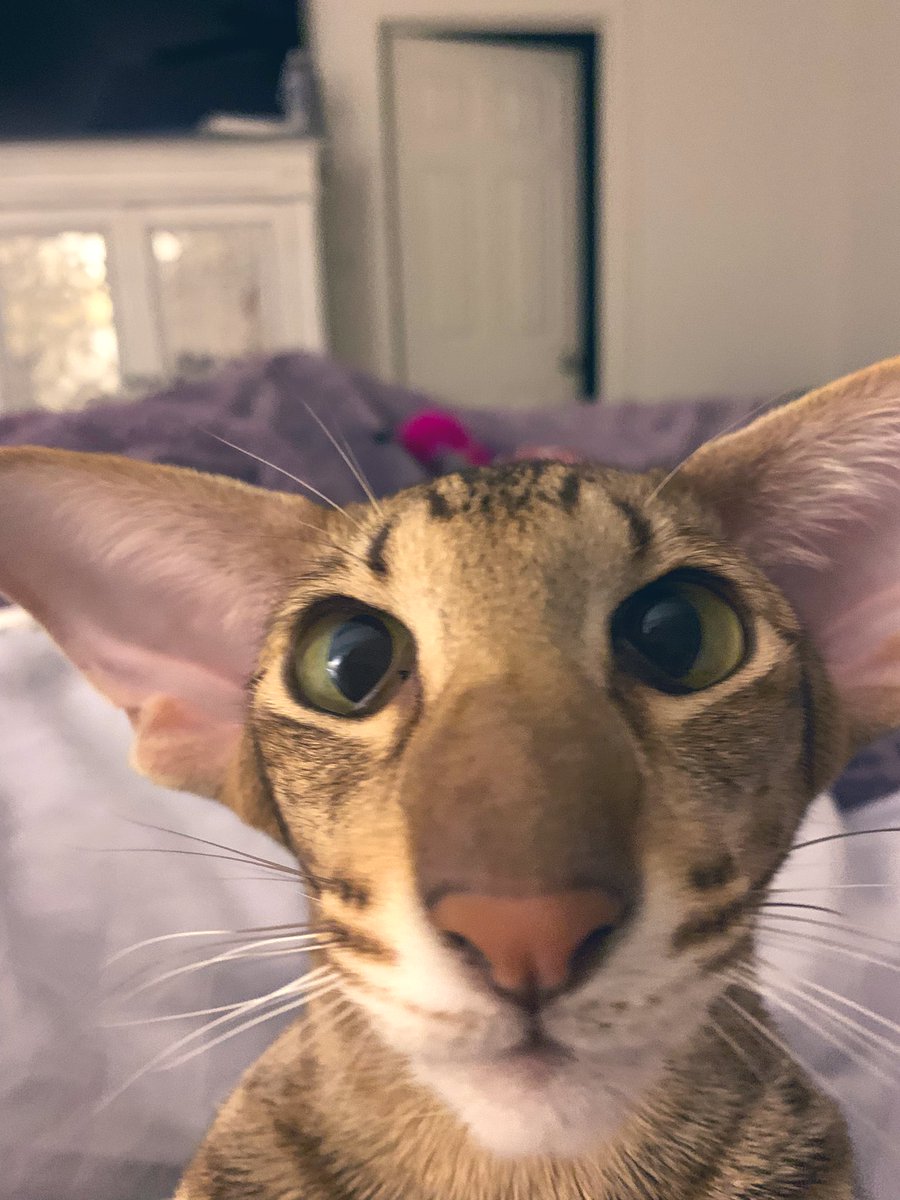 Rikki got a hold of the selfie button again #CatsOfX