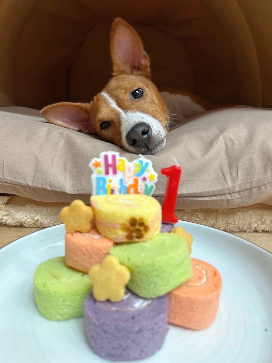 bnimsm's tweet photo. ムハちゃん1歳の誕生日でした！ロールケーキ食べたことないからあまり興味なさそうにしてたけど、全部は食べ過ぎなので1つだけあげました！人間も食べた！美味しかった！ https://t.co/88KrnWDNbB
