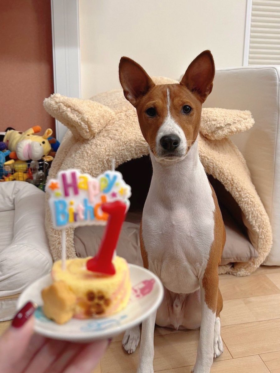 bnimsm's tweet photo. ムハちゃん1歳の誕生日でした！ロールケーキ食べたことないからあまり興味なさそうにしてたけど、全部は食べ過ぎなので1つだけあげました！人間も食べた！美味しかった！ https://t.co/88KrnWDNbB