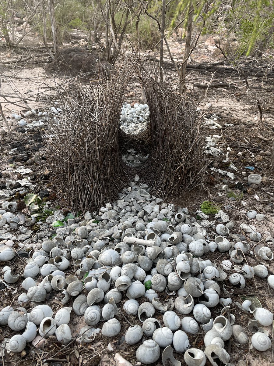 A glorious Great Bower bird’s bower! 🪶 Quite the architect & designer 👩‍🎨