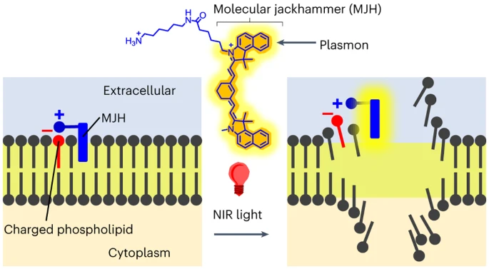 Cancer is solved?

Molecular jackhammers eradicate cancer cells by vibronic-driven action