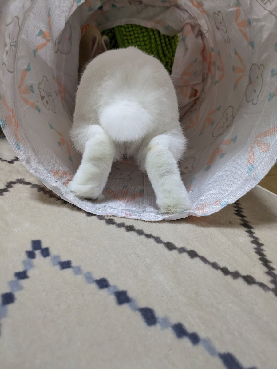 pi_mama_twitte's tweet photo. おしりだよ〜🐰 https://t.co/KChzHovn3L
