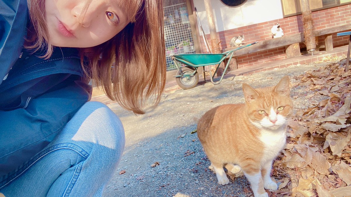 sonokocamp's tweet photo. 新しい動画アップしましたっ！
ねこがたくさん…🫶
https://t.co/XuP7DFELwS https://t.co/GWd0kfX2pP