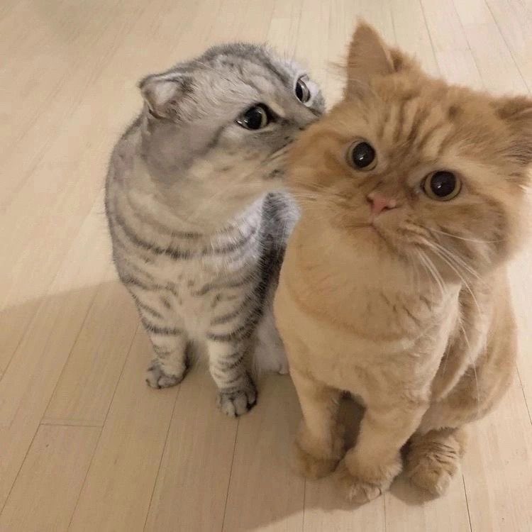 Cat Vibes (@cat_vibes1) on Twitter photo 