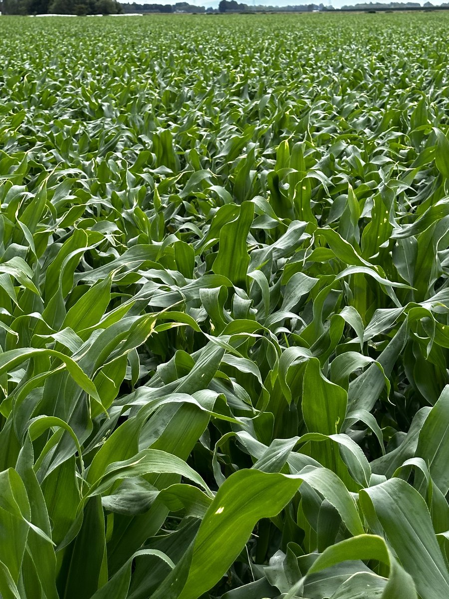 Last bit of crop checking for the 2023 year.  Pleasantly surprised by the maize crop after seeing other paddocks on my travels over the Xmas period.  Not quite fence high, but not far off.  Lot better colour in it from the last time I saw it.