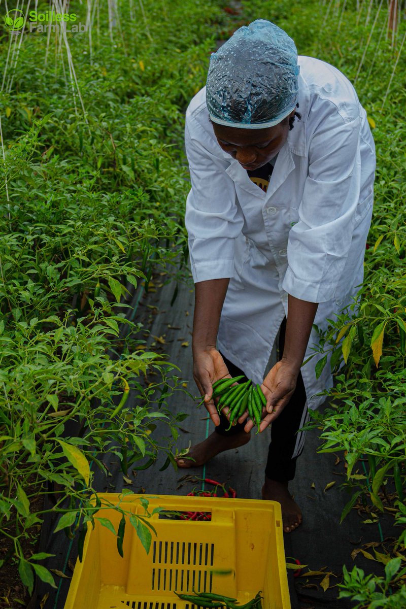 Samsonprolific's tweet photo. How do you decide what to grow and the quantity for 2024?

Mine?

D = P + 2g

D = Annual rate of growth in demand for vegetables

P = Population growth 

2 = Income elasticity of demand for vegetables

g = Increase in per capital income

How do you decide yours? https://t.co/aH8aZTlaGd