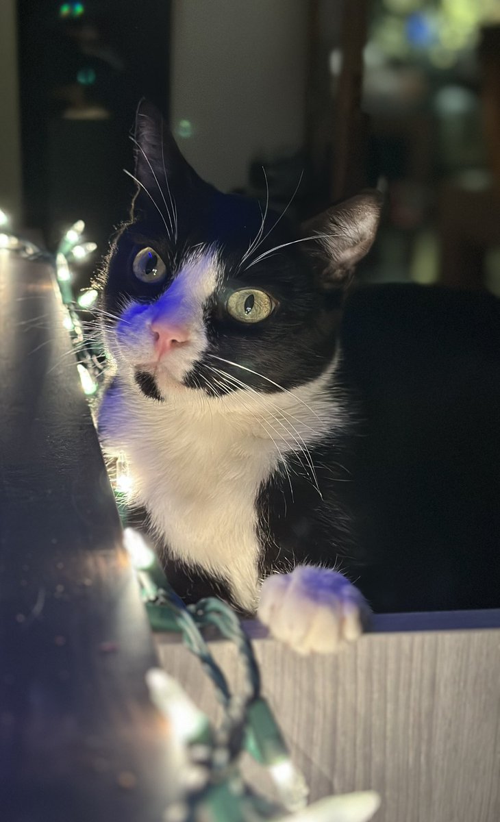 LaTorres Pack tweet media