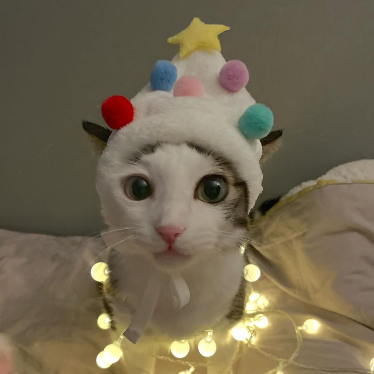 felixlevi46's tweet photo. 🥳🎄🩷 https://t.co/rEHDOqF4sK