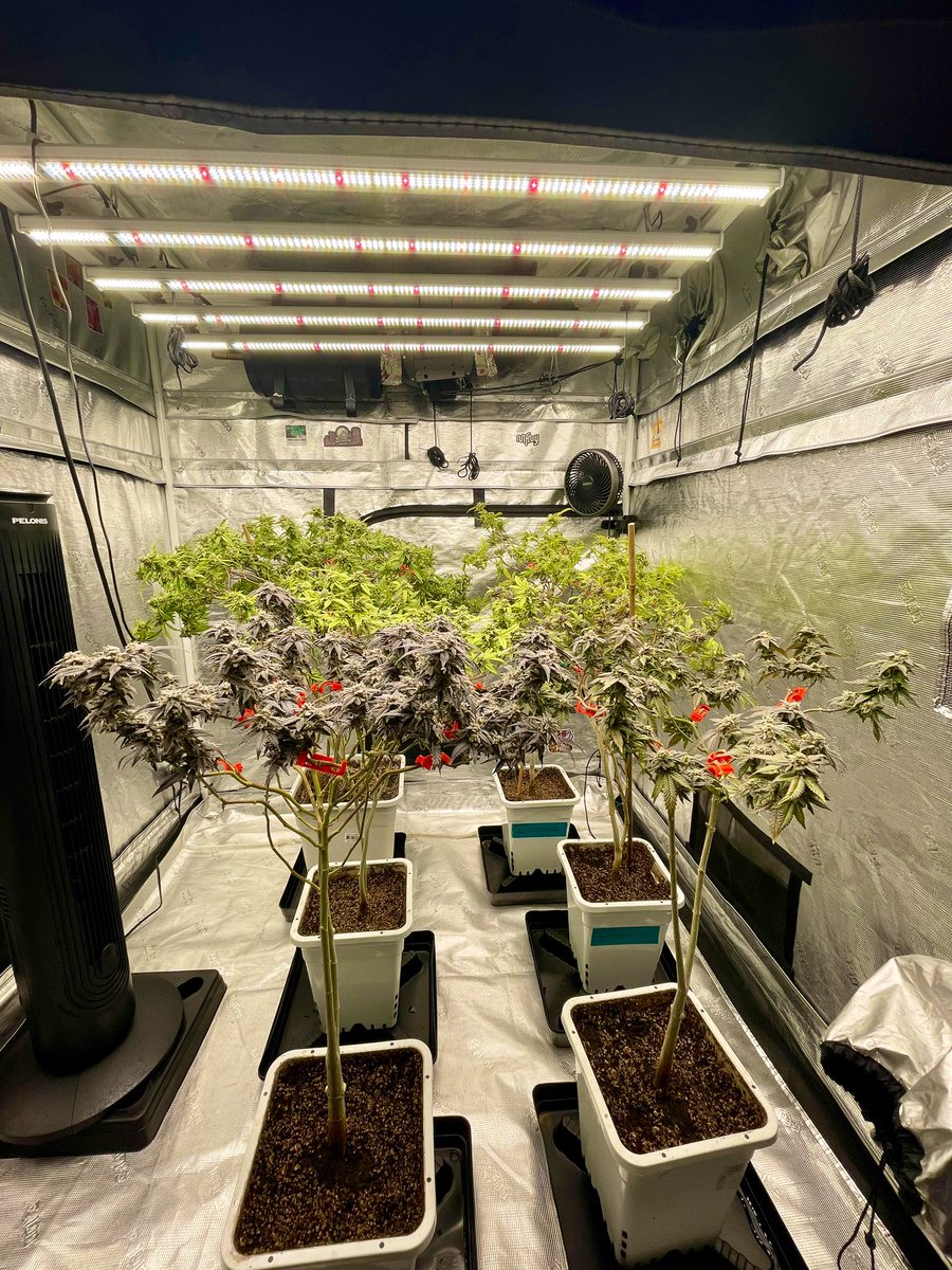 grownbyhitz's tweet photo. Day 70F 🥀 | Day 12 Flush 💦✌🏽💚🚀💨💨 https://t.co/fKy8GCSABo