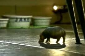 Jennifer Cornell tweet media