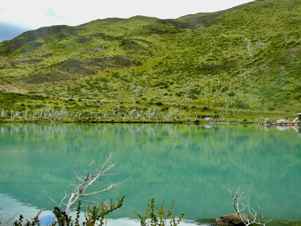 koolshark2's tweet photo. #Flightlesssteamerduck #lifer : at Lake Pehoe…we trekked 2 marathon lengths, discovered we are stronger than we thought & saw incredible sights along the way #torresdelpaine #wtrek #chile #puertonatales #birding #patagonia #patagonianchile #birdsofpatagonia https://t.co/3ybiYbrT3d