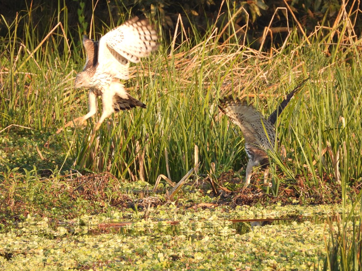 rahulsymby's tweet photo. One could never imagine sighting Rhinos outside @kaziranga_ but it’s possible in @DudhwaTR a new home as part of Rhinos Reintroduction project. Good place for tiger sighting and bird watching as well. https://t.co/vVlToj2lZn