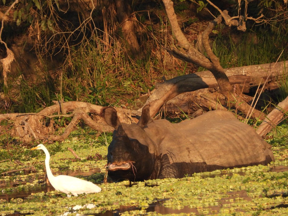 rahulsymby's tweet photo. One could never imagine sighting Rhinos outside @kaziranga_ but it’s possible in @DudhwaTR a new home as part of Rhinos Reintroduction project. Good place for tiger sighting and bird watching as well. https://t.co/vVlToj2lZn