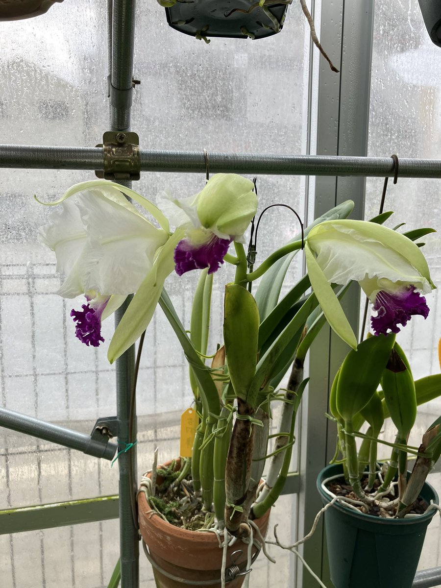 我が家のルデマニア第1号です。昨年より 1ヶ月以上早い！元日開花かな？ 今年も、皆さんの綺麗なお花を見させていただきありがとうございました。良いお年をお迎えください。 #Cattleya lueddemanniana coerulea 'Shin' #orchids #蘭 #ご蘭なさい