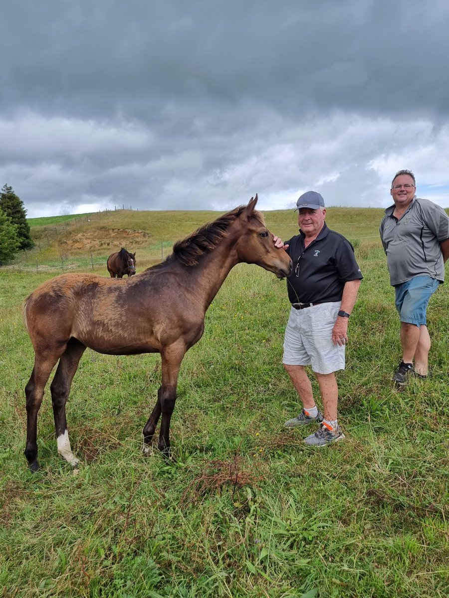 mrjcarternz's tweet photo. Visited @cambriaparkTB with @vcarternz to see a few of our babies!
Met this friendly &amp; curious #swissace who came bounding up. My #ribchester was a bit more shy💜🐎 https://t.co/WYeWloPo4N